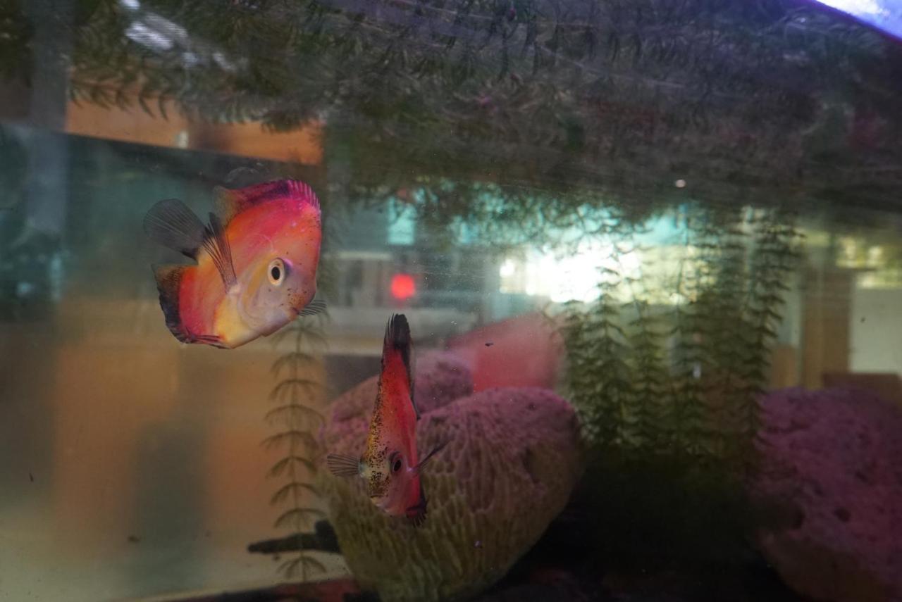 Red Coconut Villa Bentota Zewnętrze zdjęcie
