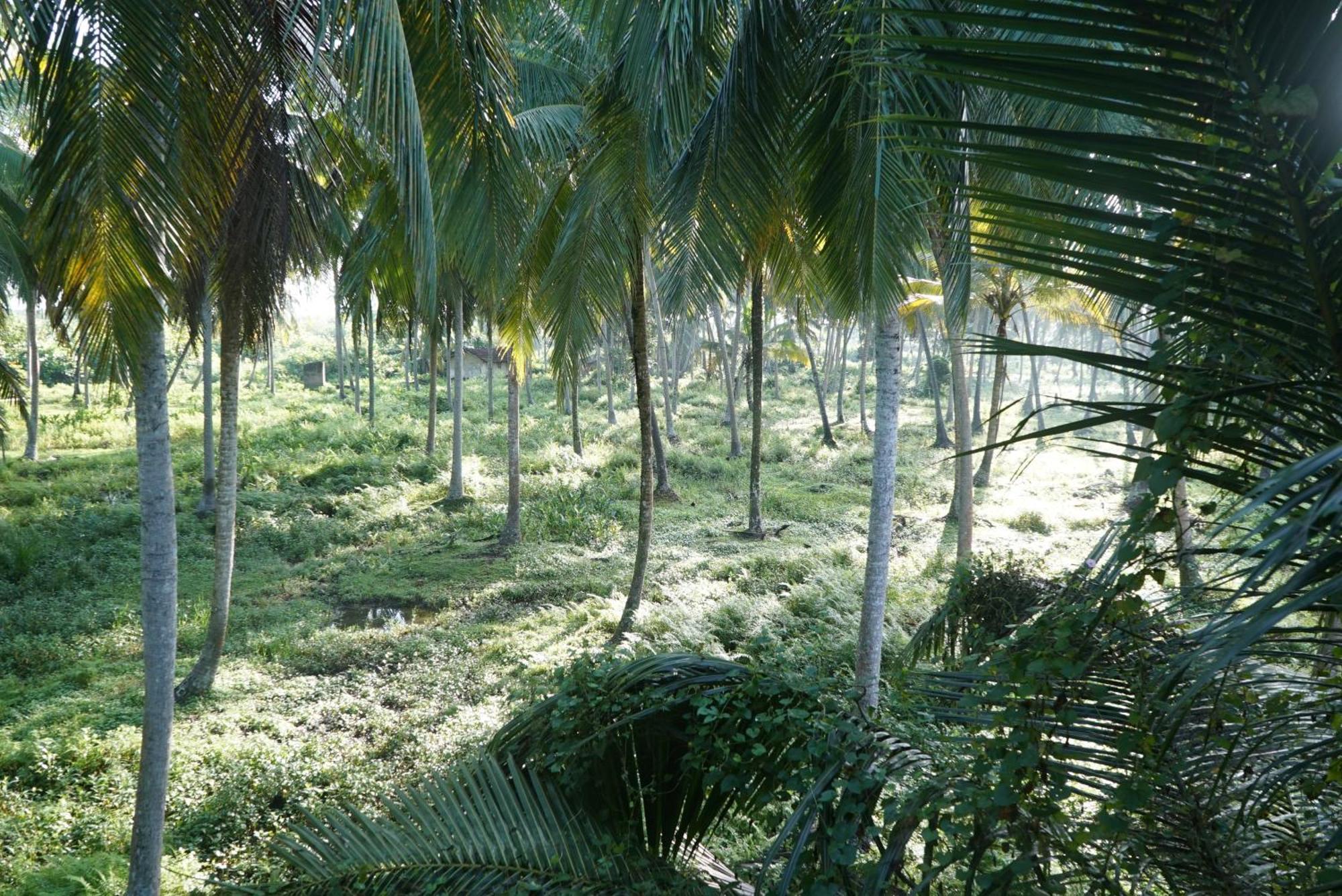Red Coconut Villa Bentota Zewnętrze zdjęcie