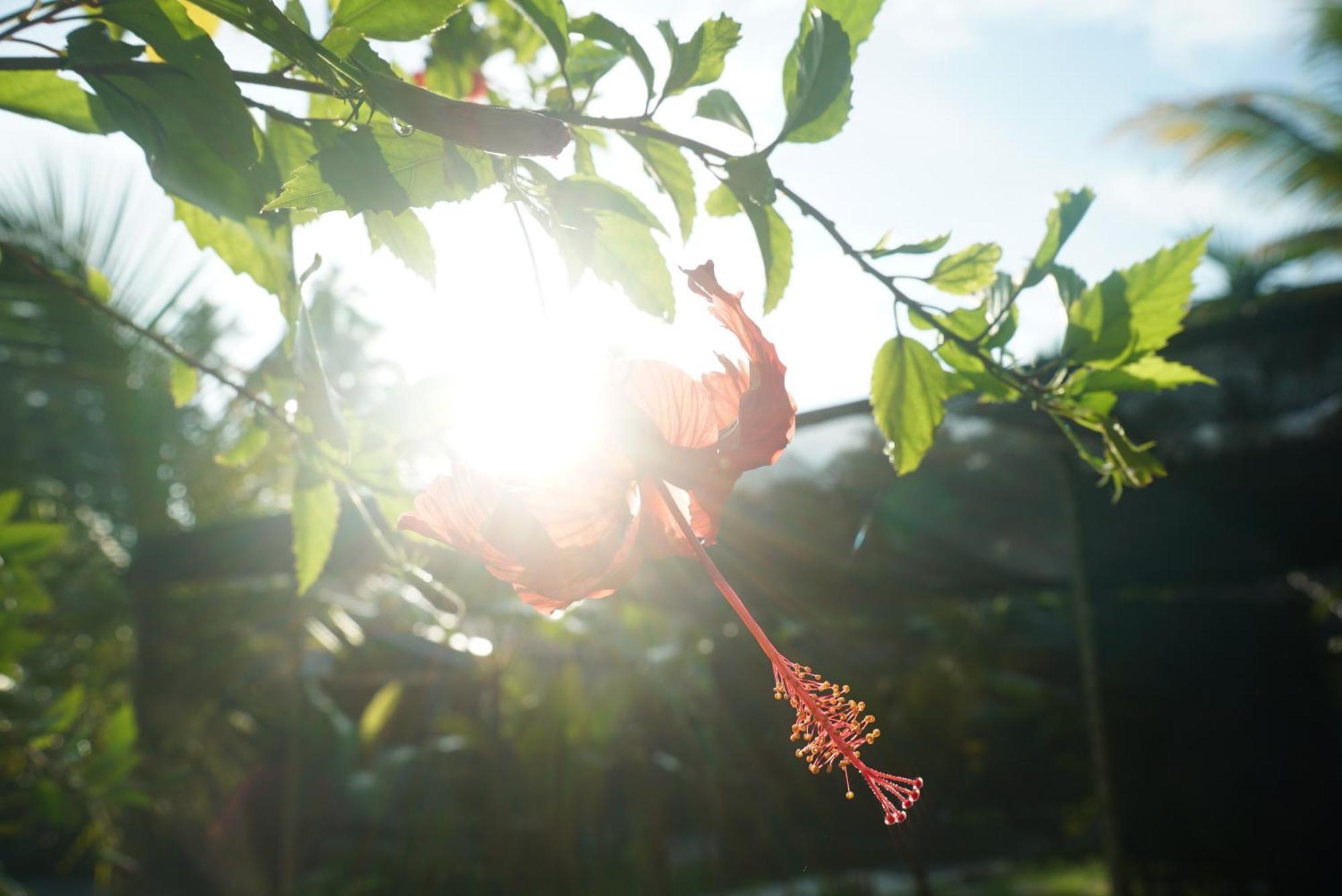Red Coconut Villa Bentota Zewnętrze zdjęcie