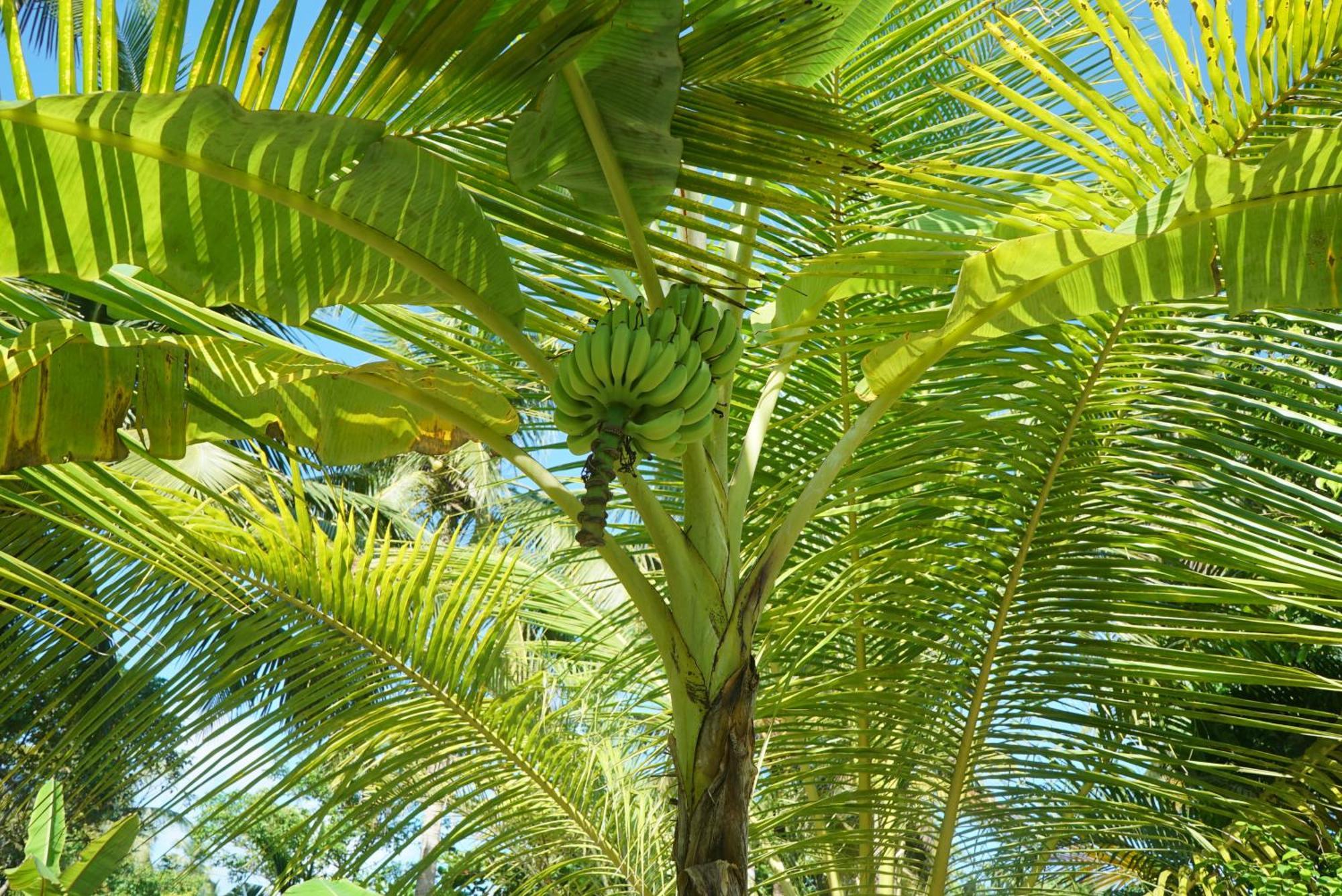Red Coconut Villa Bentota Zewnętrze zdjęcie